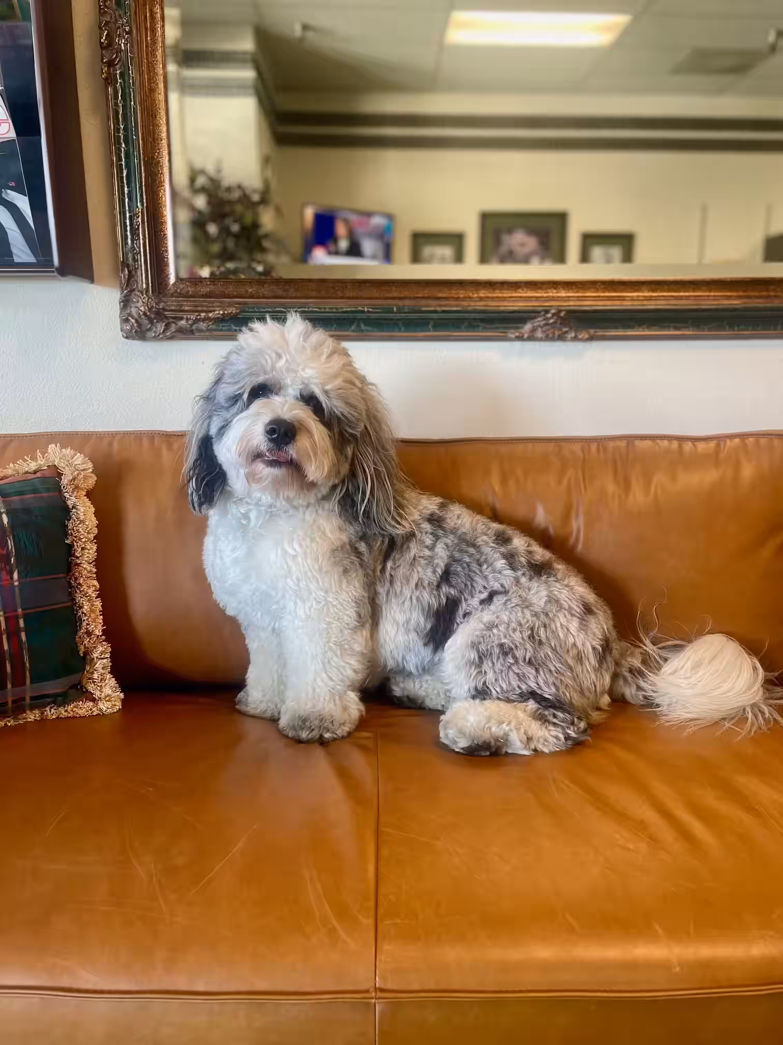 Buddy, the HomeRun Insurance office mascot